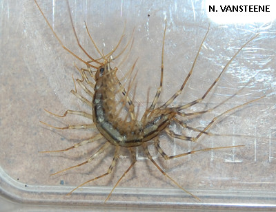 Scutigera coleoptrata